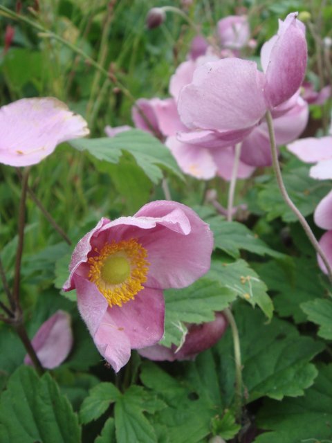 Anemone hupehensis 'September Charm' fleur